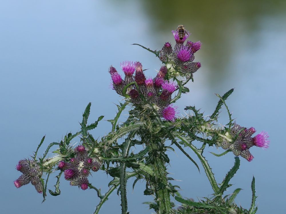 Mariendistel