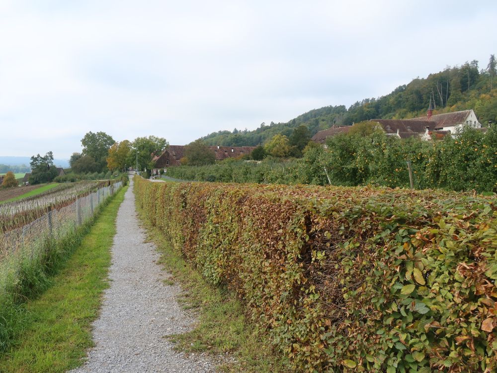 Pfad bei Kartause Ittingen