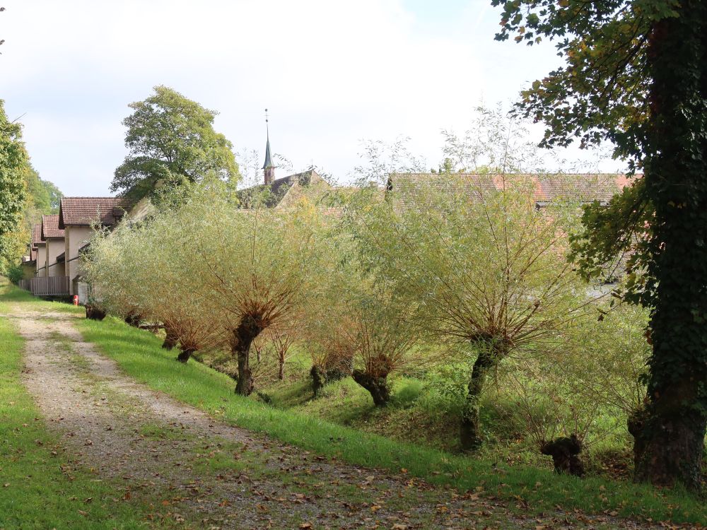 Weiden bei Kartause Ittingen