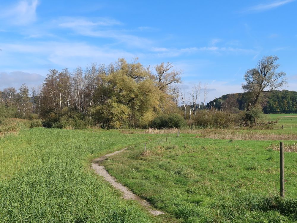 Pfad am Hüttwilersee