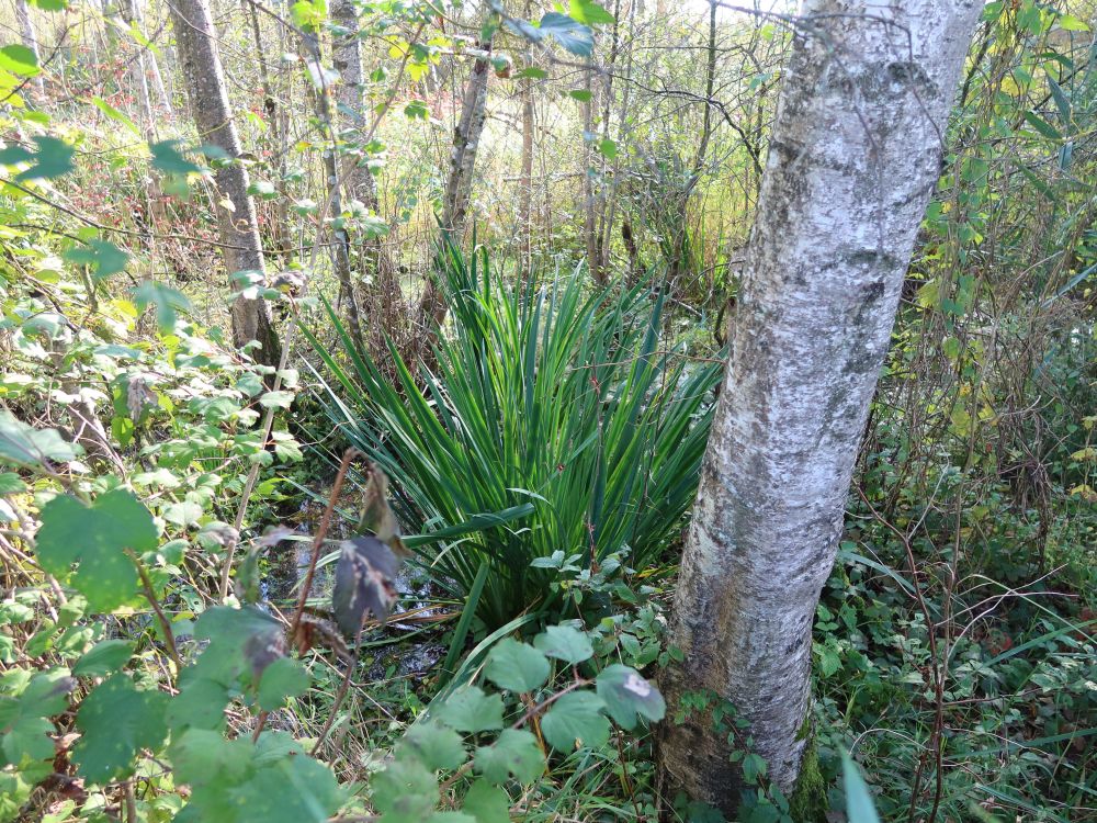 Wildnis am Hüttwilersee