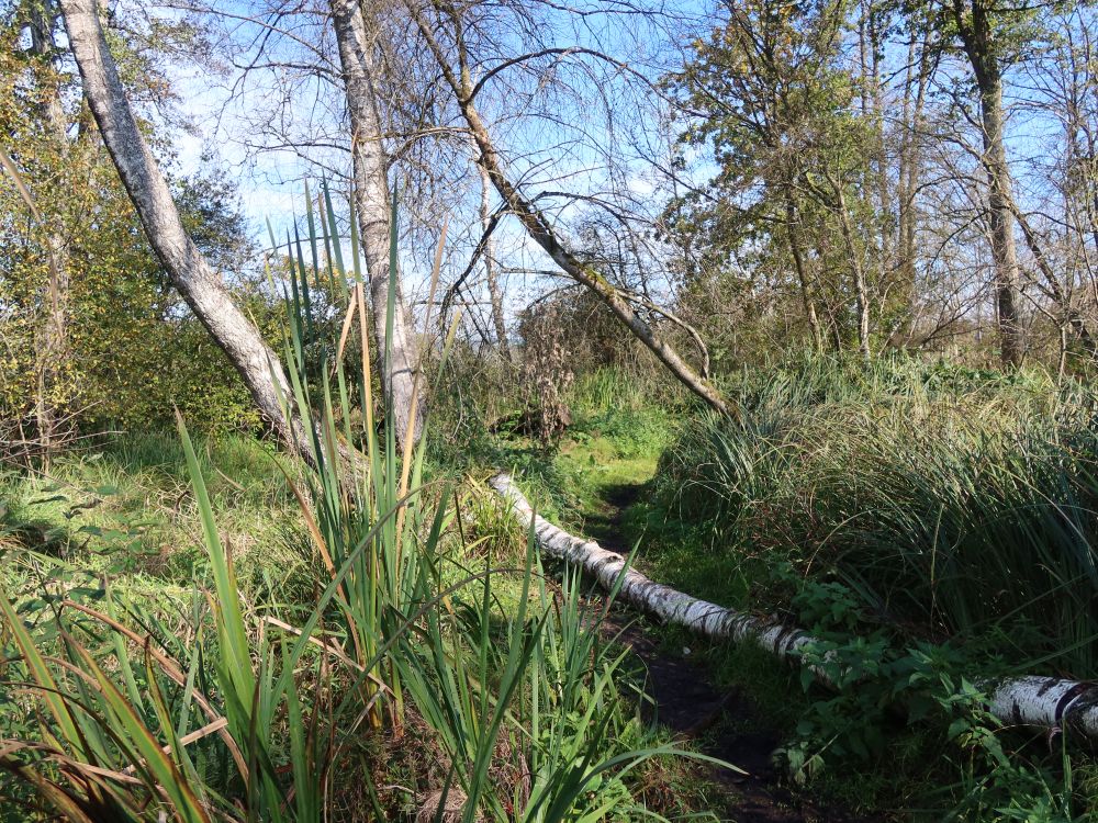 Pfad am Hüttwilersee