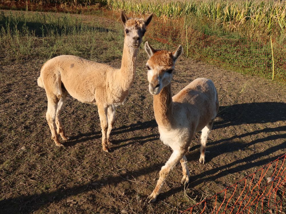 Lamas