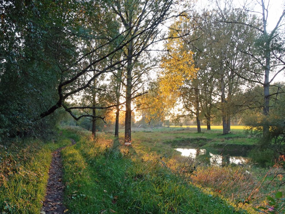 Pfad im Abendlicht