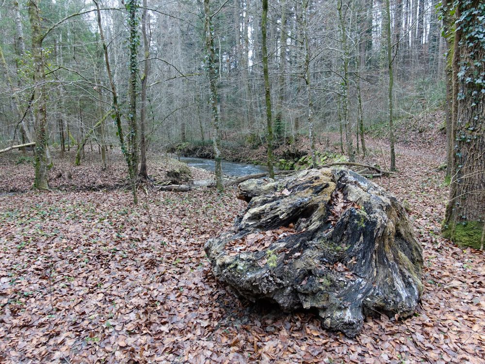 Baumstumpf am Chemibach