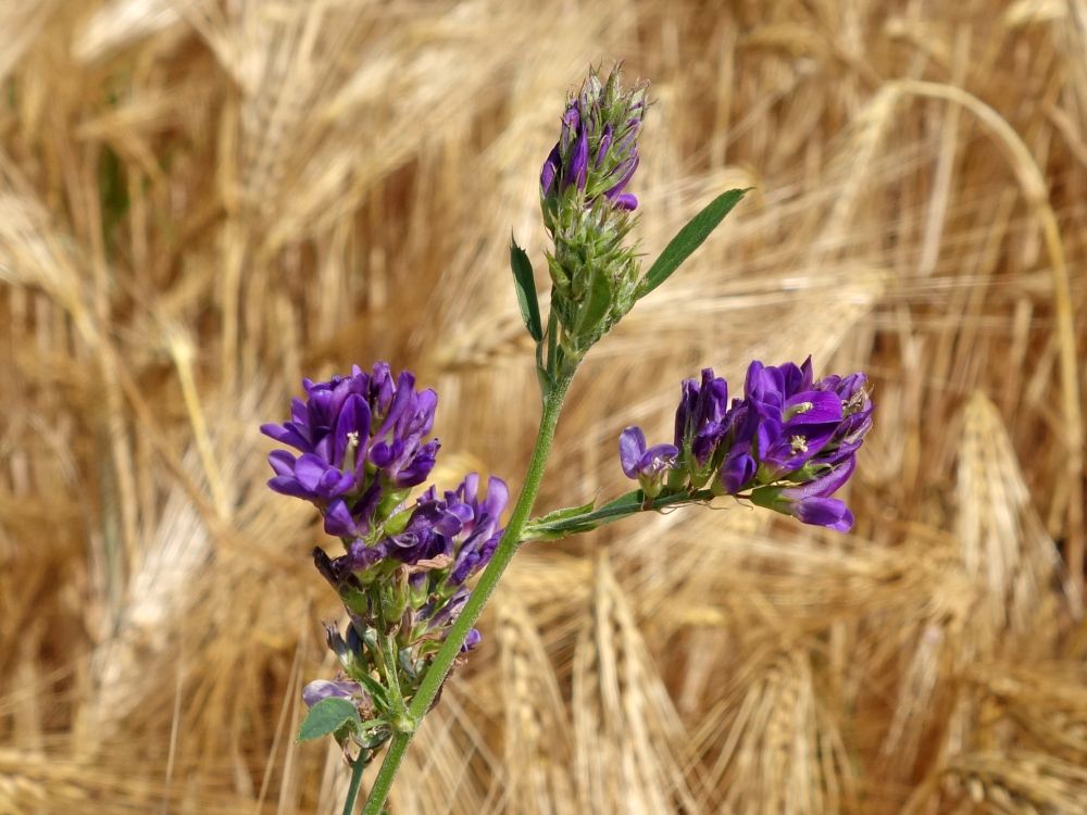 Wicke im Kornfeld