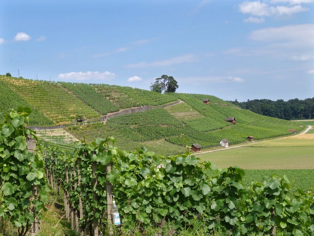 Weinberg Schiterberg