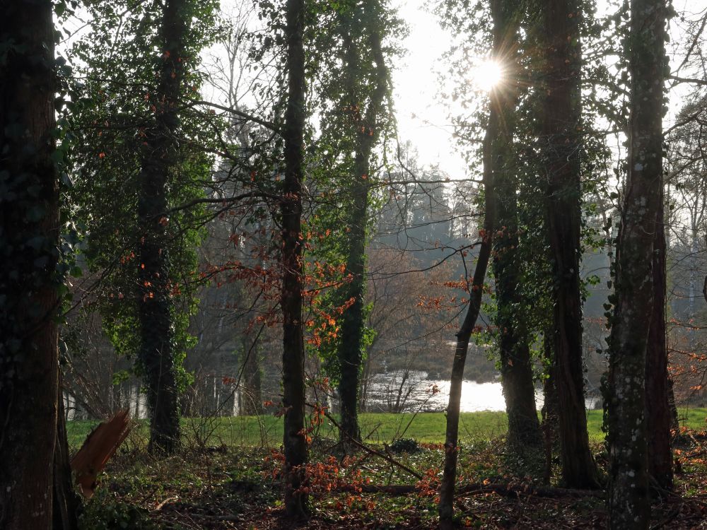 Wattweiher  hinter Bäumen