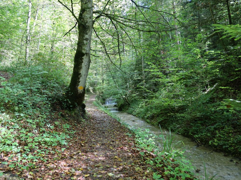 Pfad im Hutziker Tobel