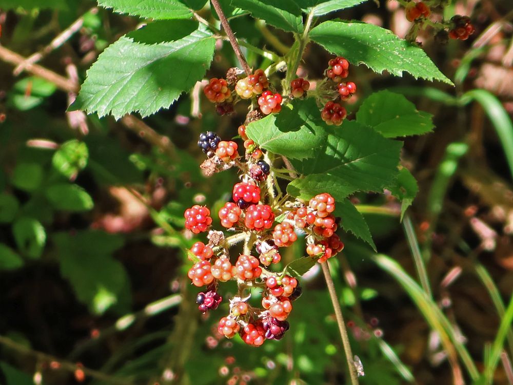 unreife Brombeeren