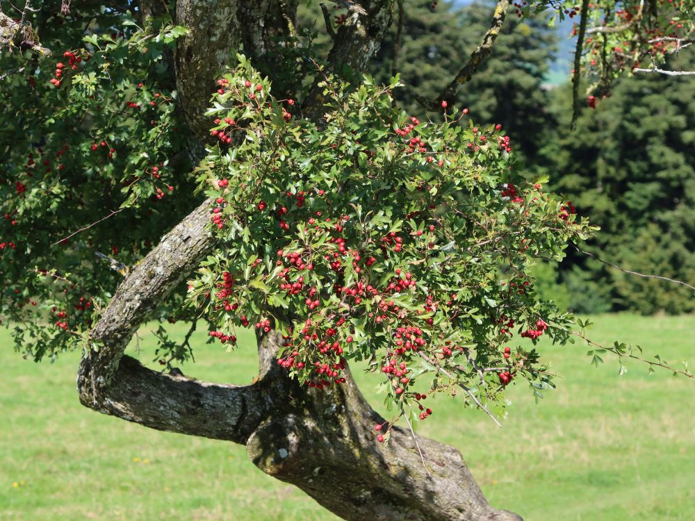 Weißdorn