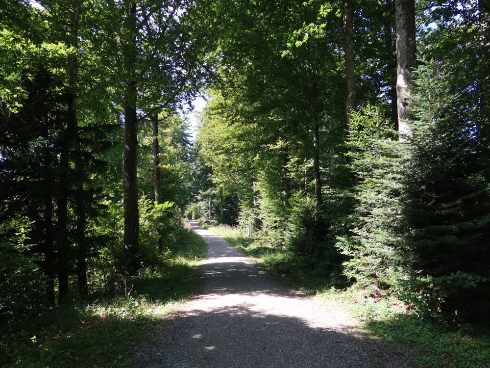 Waldweg