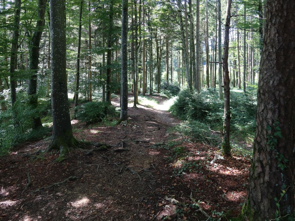Waldpfad