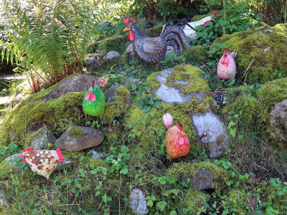 bunte Hühner und ein Hahn