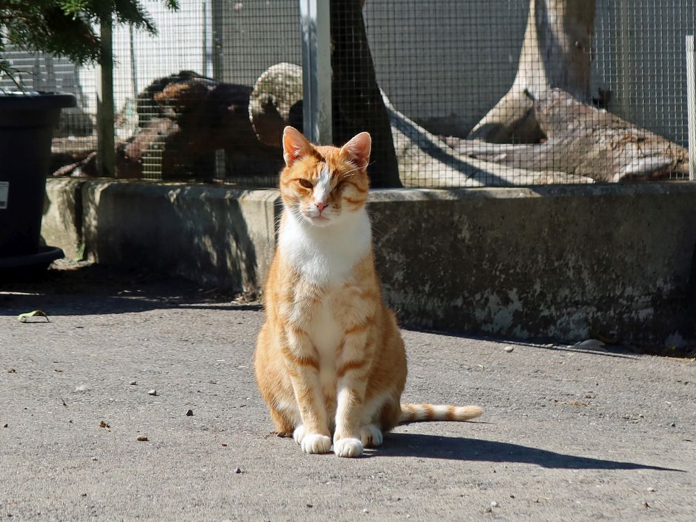 Katze