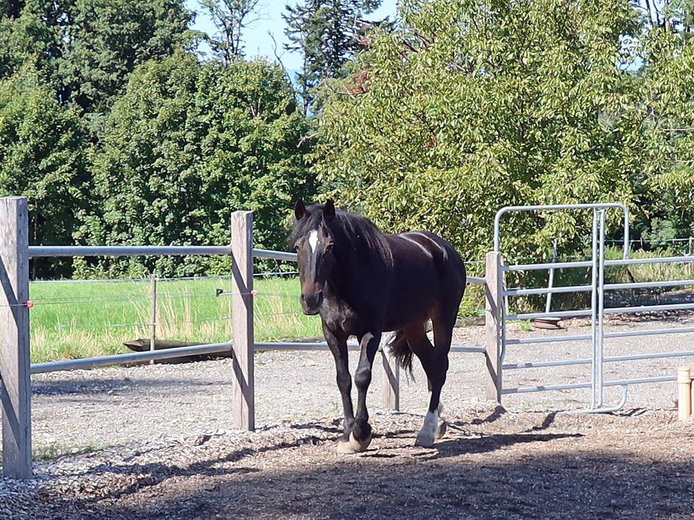Pferd