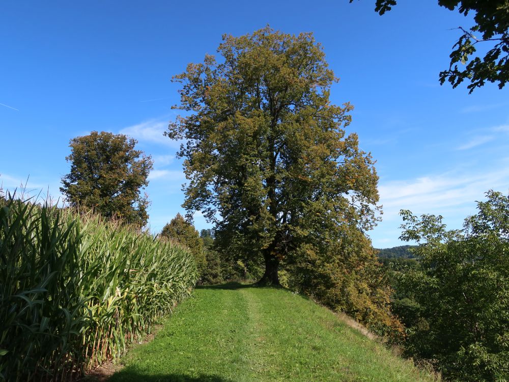 Wiesenpfad am Maisfeld