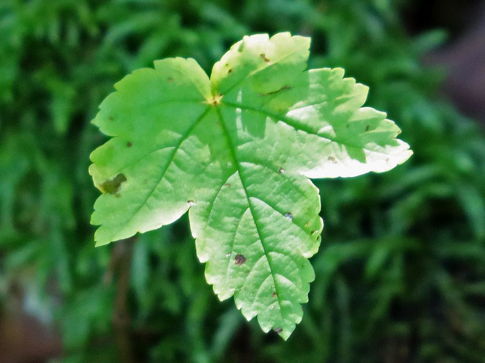 Ahornblatt