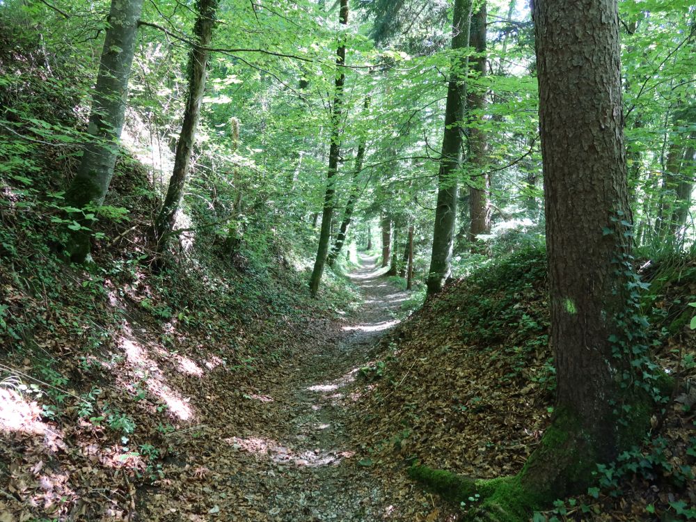 Waldpfad in Girenbaderholz