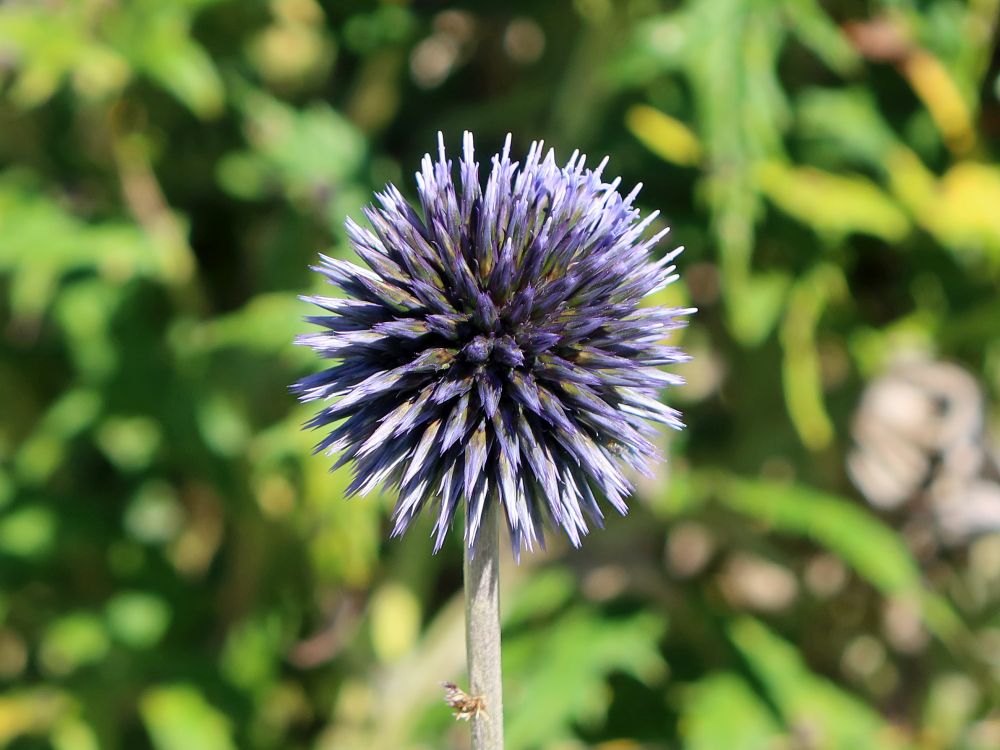 Kugeldistel