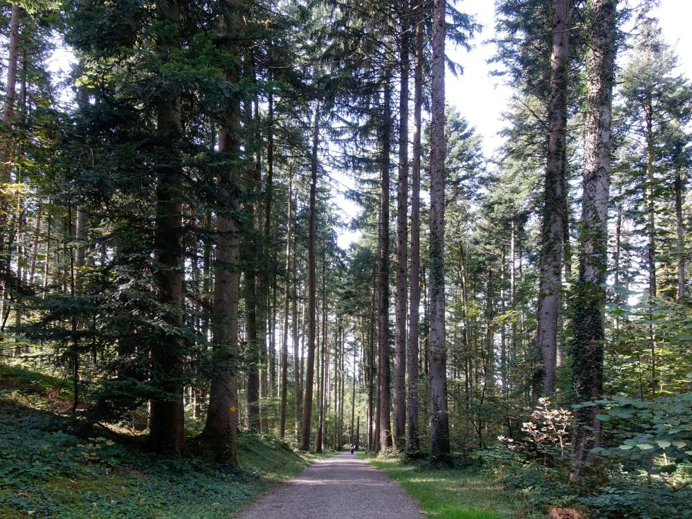 Waldweg