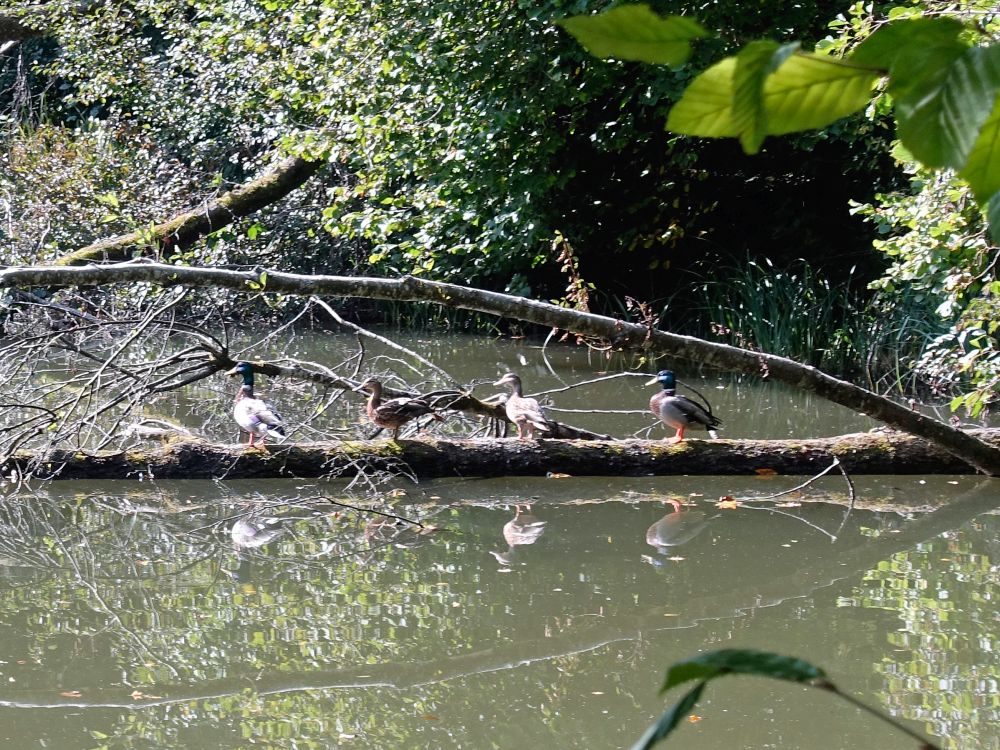 Enten am Iisweier