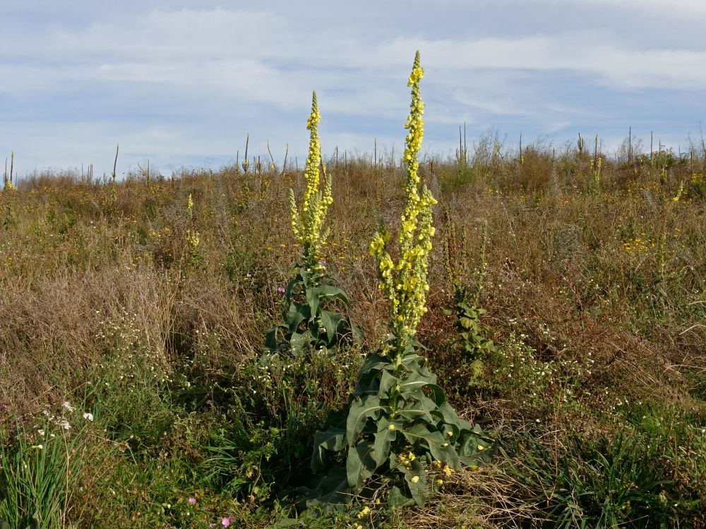 Königskerzen