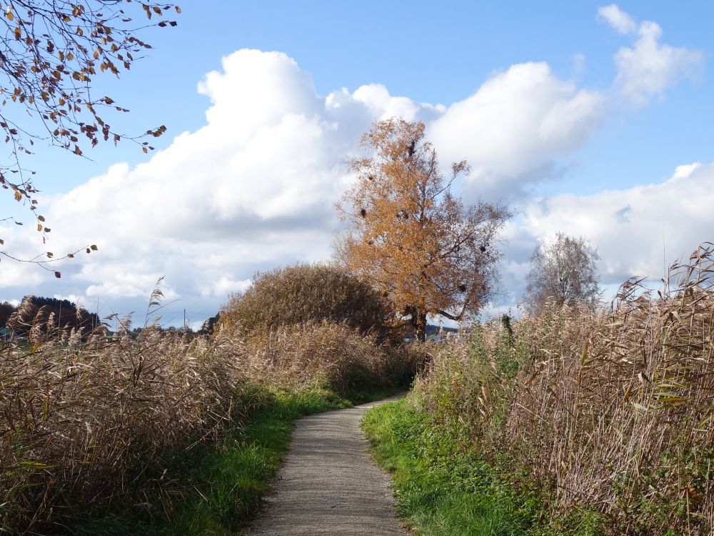 Uferweg am Illmensee