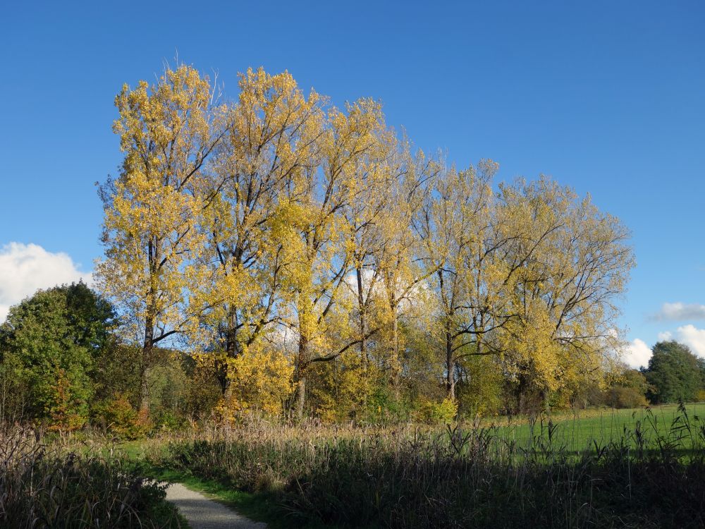 Baumreihe am Ilmensee