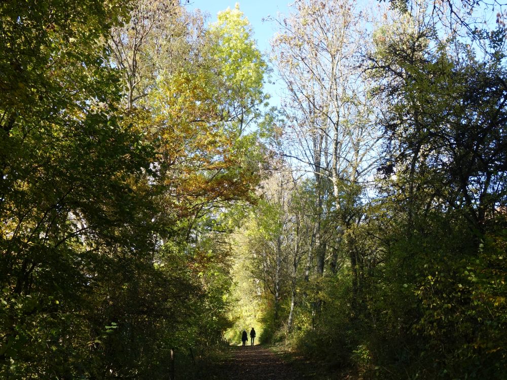 Wanderweg am Illmensee