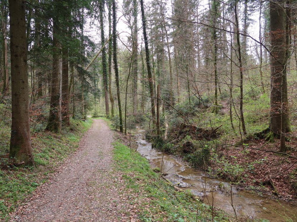 Weg am Dickibach