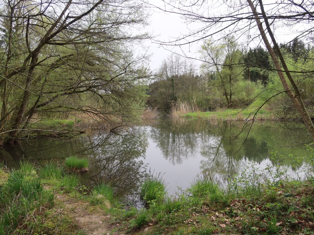 Teich bei Mesikon