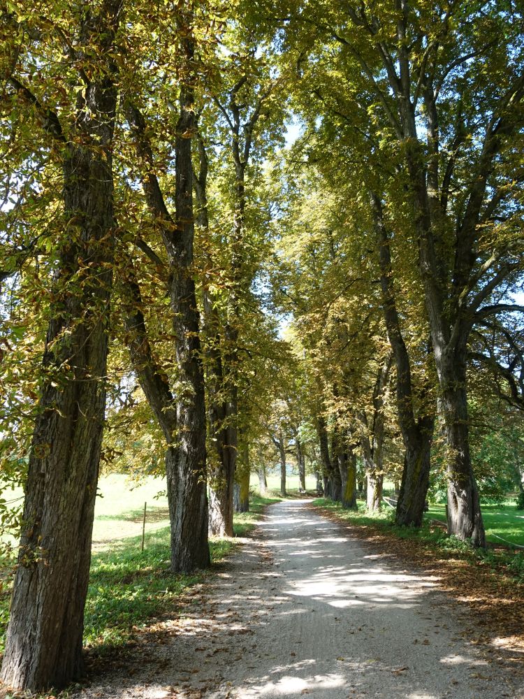 Baumallee beim Kloster Inzigkofen