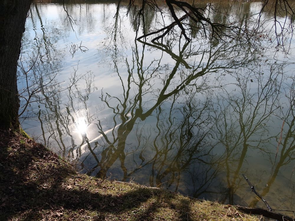 Äste spiegeln im Wasser