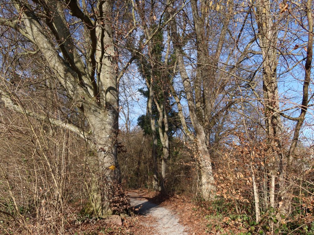 Pfad im Rietacher