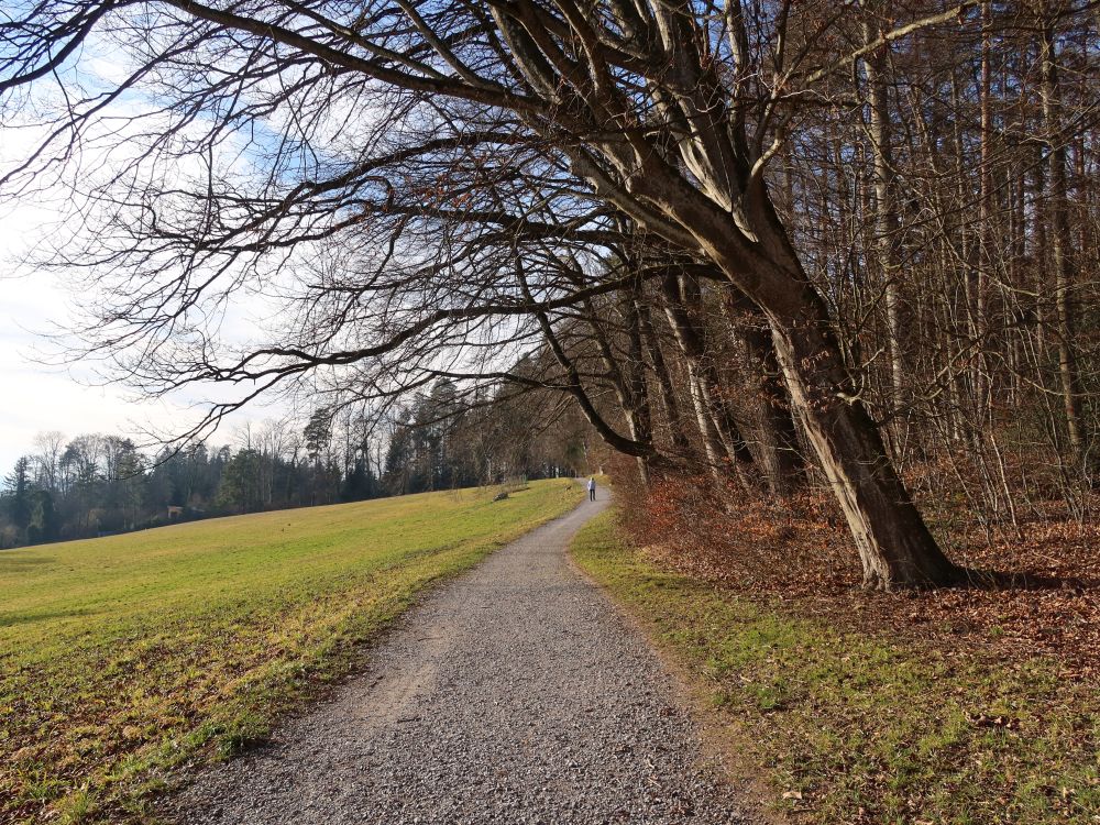 Weg im Oberriet