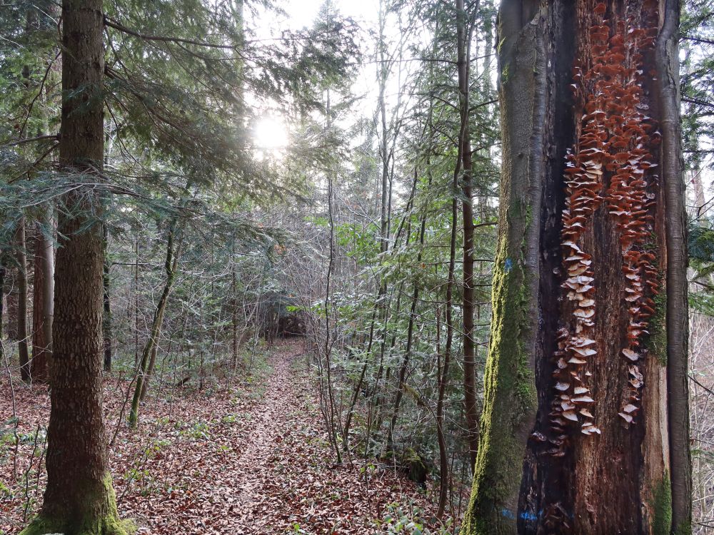 Pfad überm Düggelbach