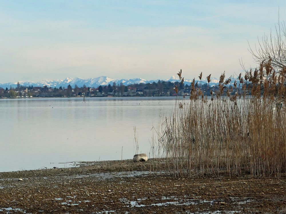 Alpensicht über Reichenau