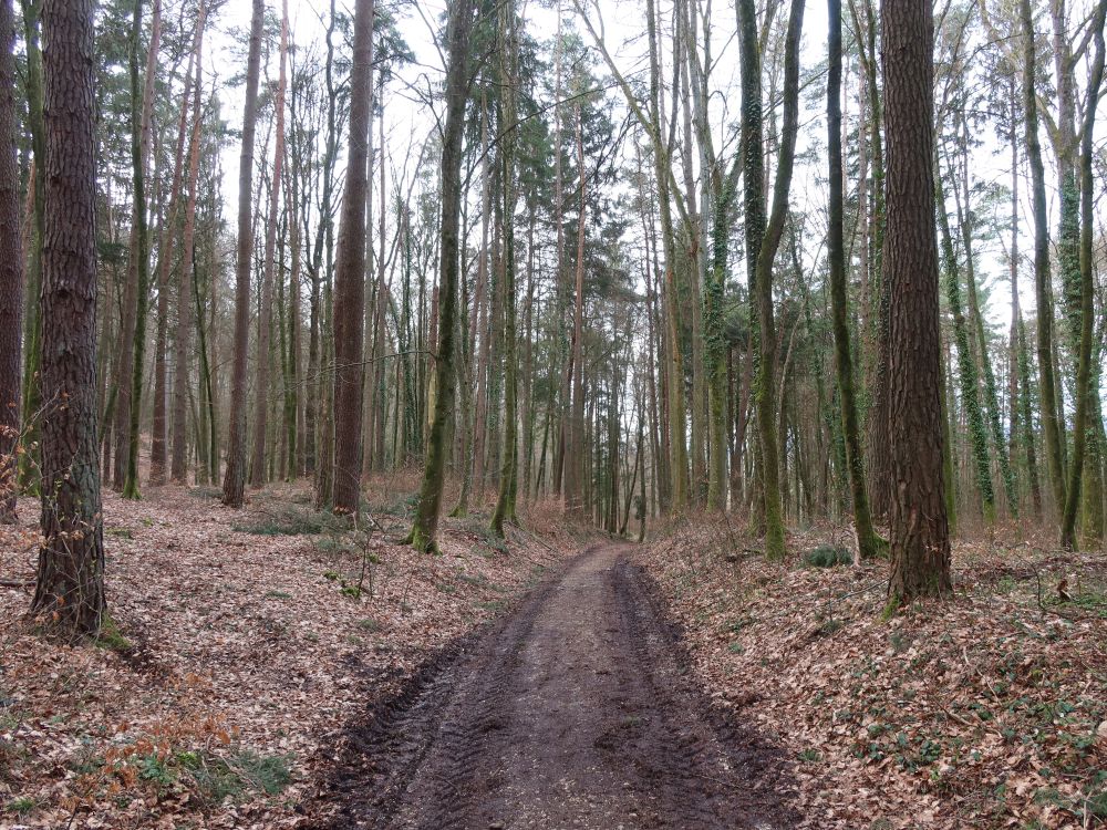 Waldweg