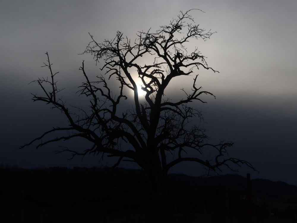 Sonne hinterm kahlen Baum