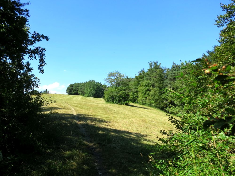 Lichtung auf der Grte