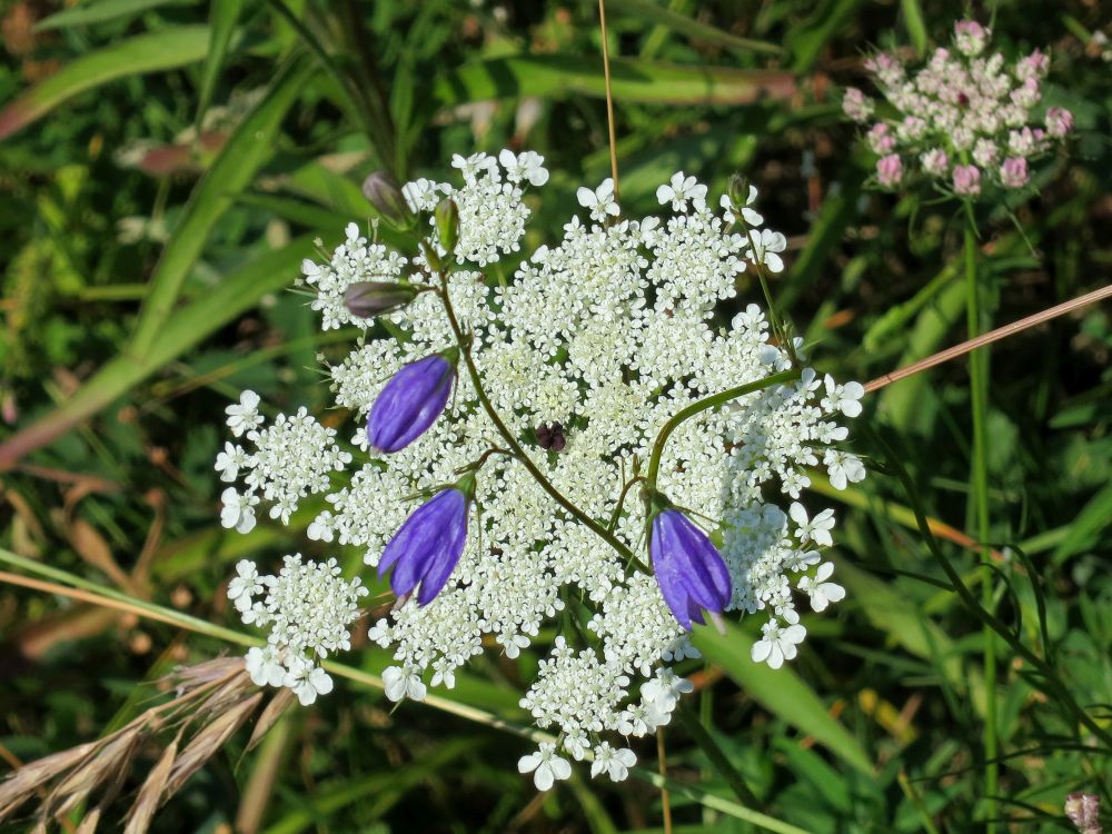 Glockenblume