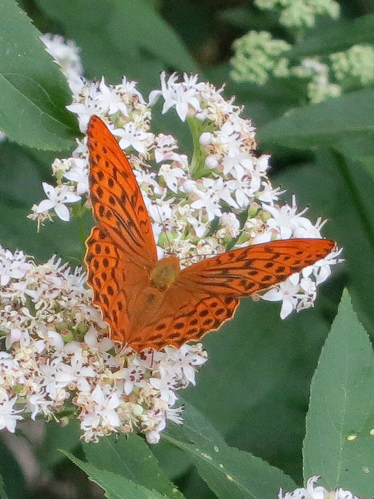 Schmetterling