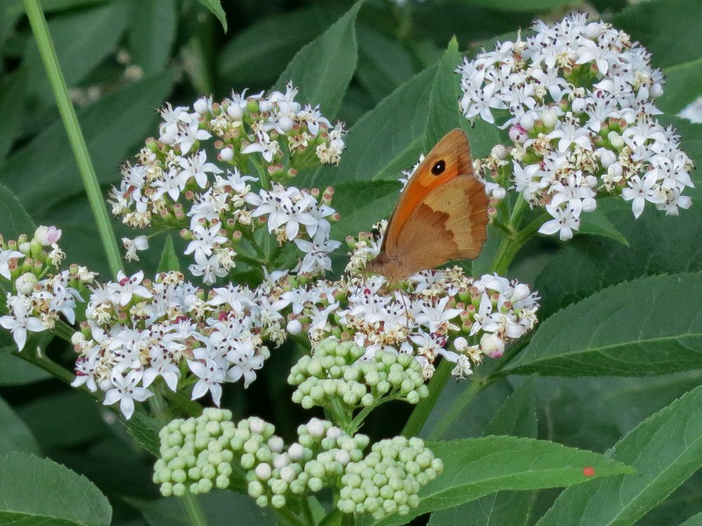 Schmetterling