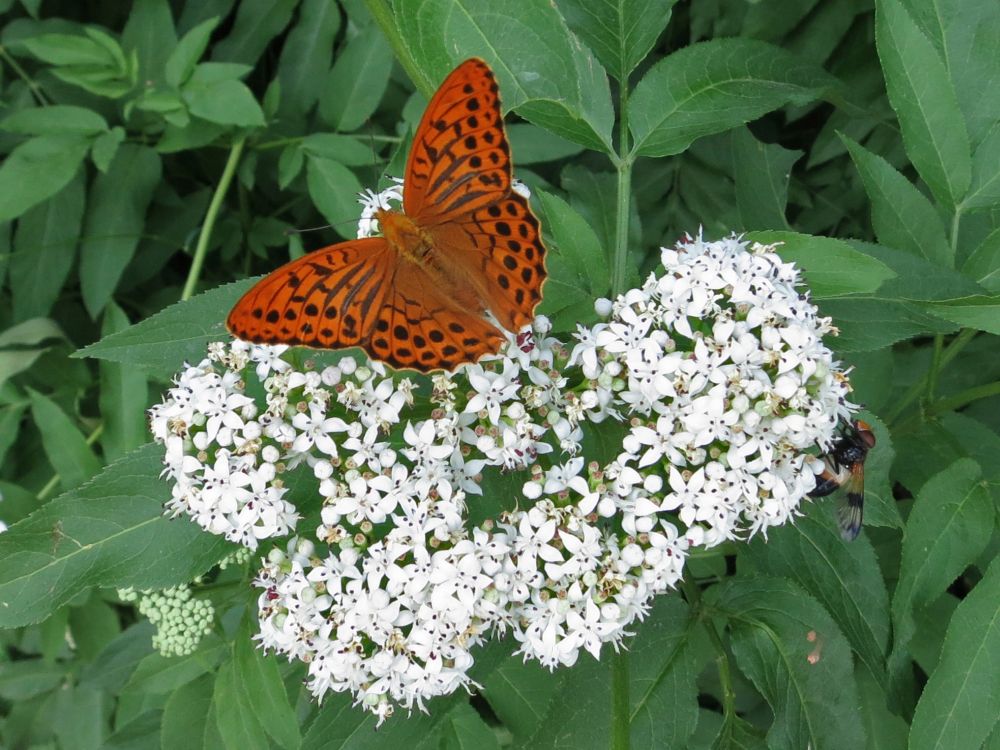 Schmetterling