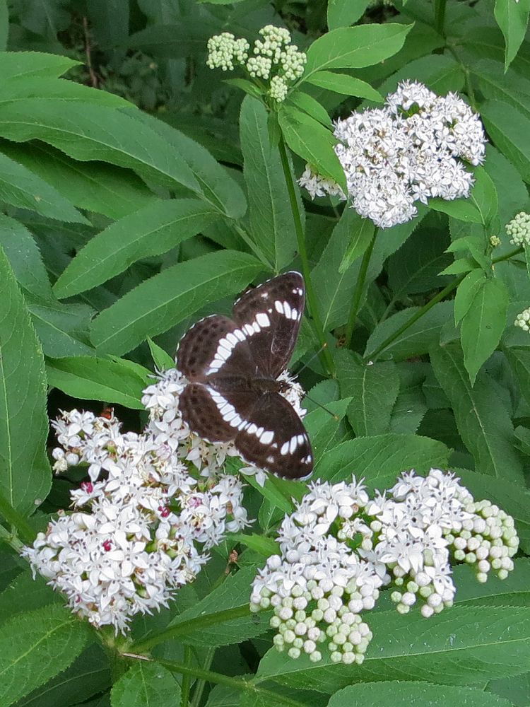 Schmetterling