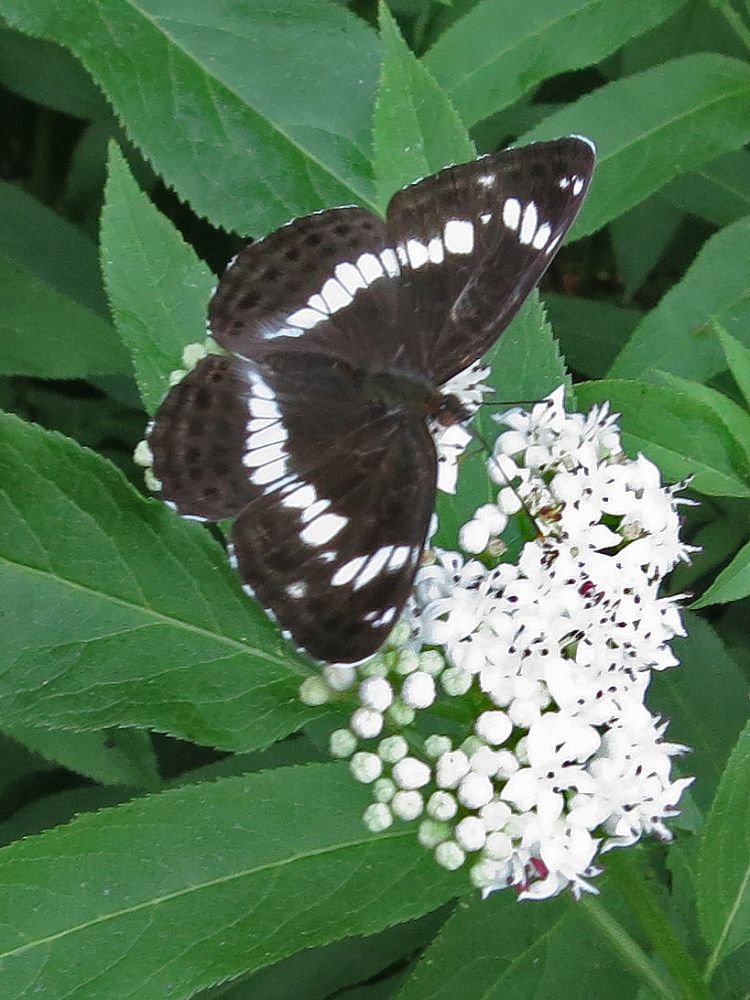 Schmetterling