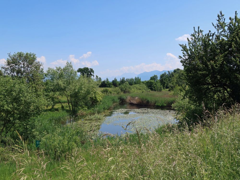 Teich im Mülitobel