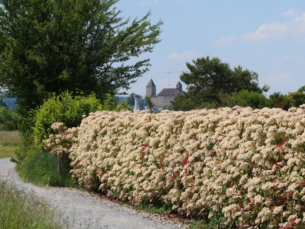 blühende Hecken und Schloss Rapperswil