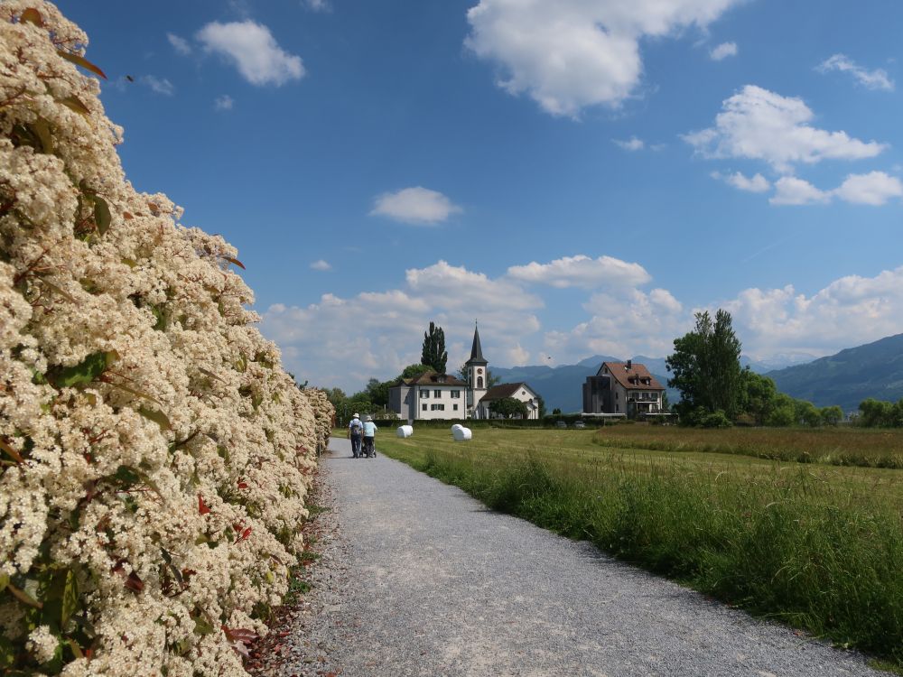 blühende Hecken und Kirche St. Martin